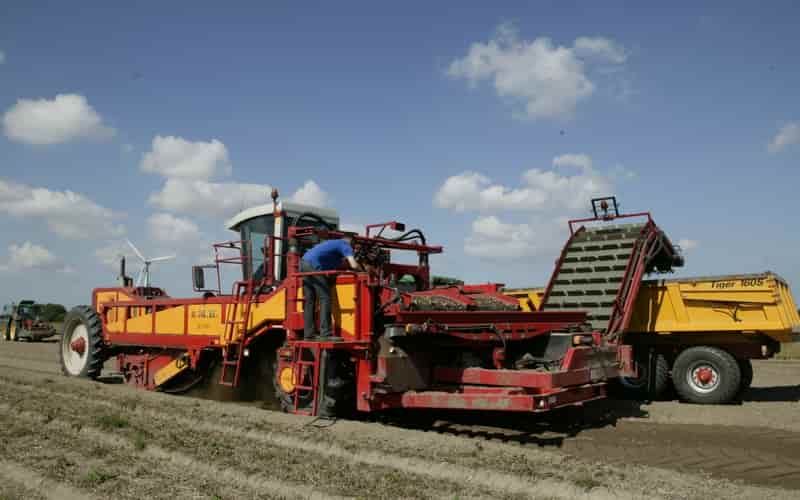 Tulipe : production de bulbes