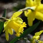 Narcisse ou jonquille : plantation et entretien