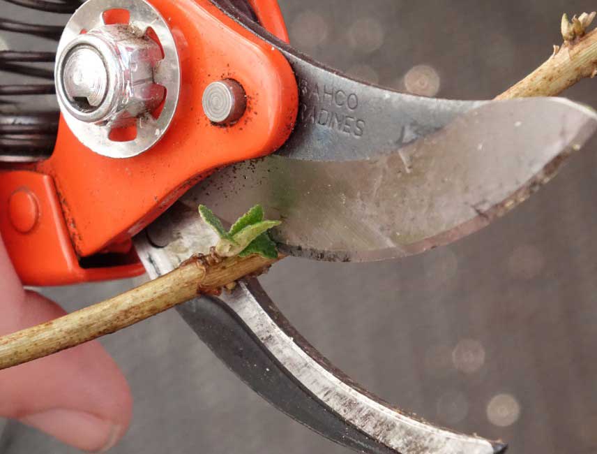 Comment tailler un Buddleia ou Arbre a papillons