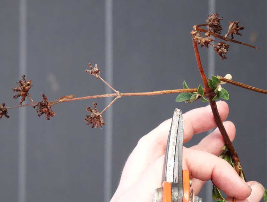 Comment tailler un Buddleia ou Arbre a papillons