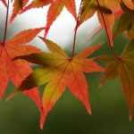 Guide complet pour réussi la plantation et l'entretien de l'érable du Japon