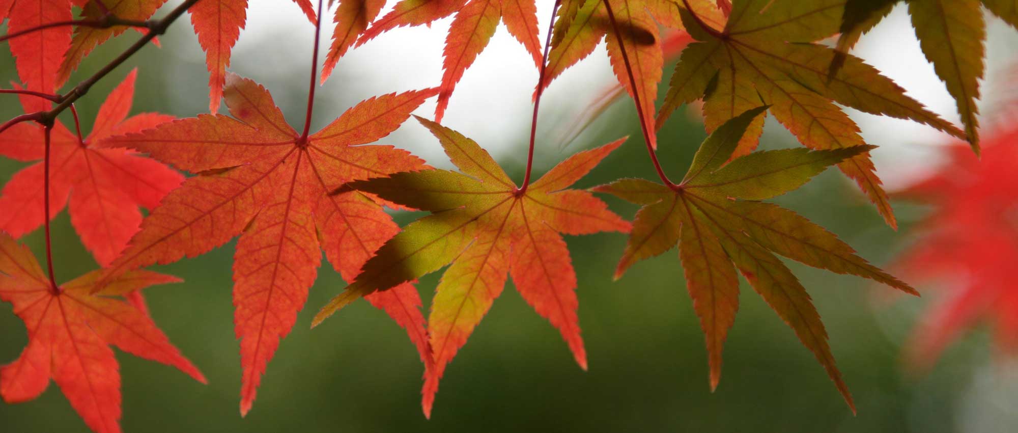 Guide complet pour réussi la plantation et l'entretien de l'érable du Japon