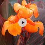 Diviser un Canna