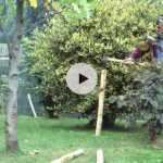 Haubaner un arbre