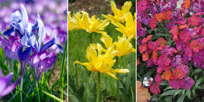 Associer les crocus dans un mixed-border coloré