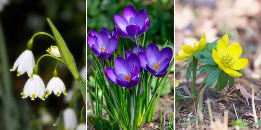 Comment associer les crocus dans un sous-bois clair
