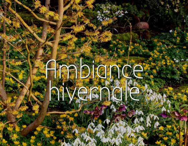 Ambiance hivernale au jardin