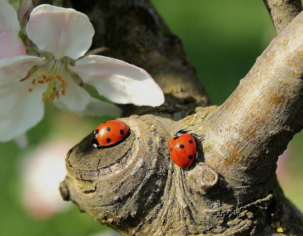 Des larves de coccinelles, sans les acheter : vive les plantes relais