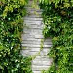 Un mur au jardin : nos idées pour l'habiller