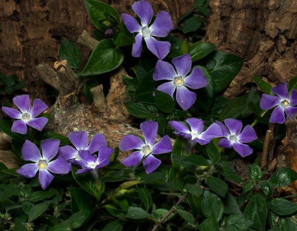 10 couvre-sols persistants qu'il faut avoir dans son jardin !