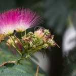 L'Albizia : planter, tailler et entretenir
