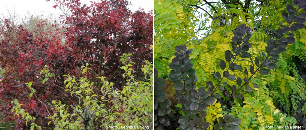 cotinus ou arbre à perruque planté en haie