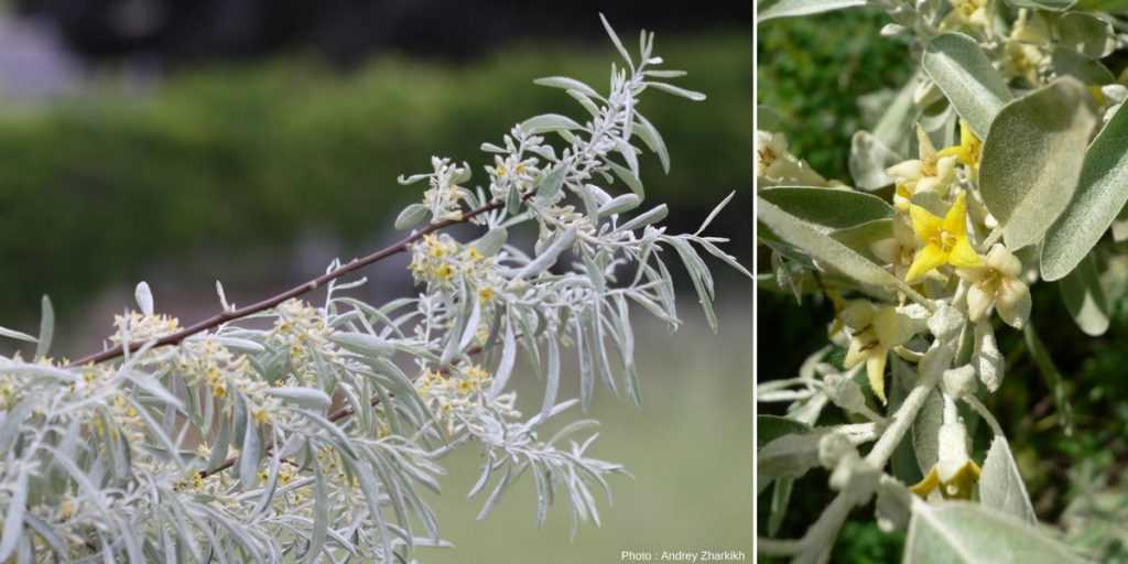 Eleagnus angustifolia - Olivier de Bohème
