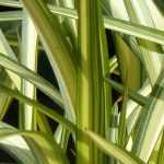 Phormium, Lin de Nouvelle-Zélande : plantation, taille, entretien