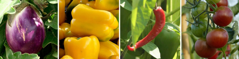 Semis de printemps à chaud : aubergine, poivron, piment et tomate