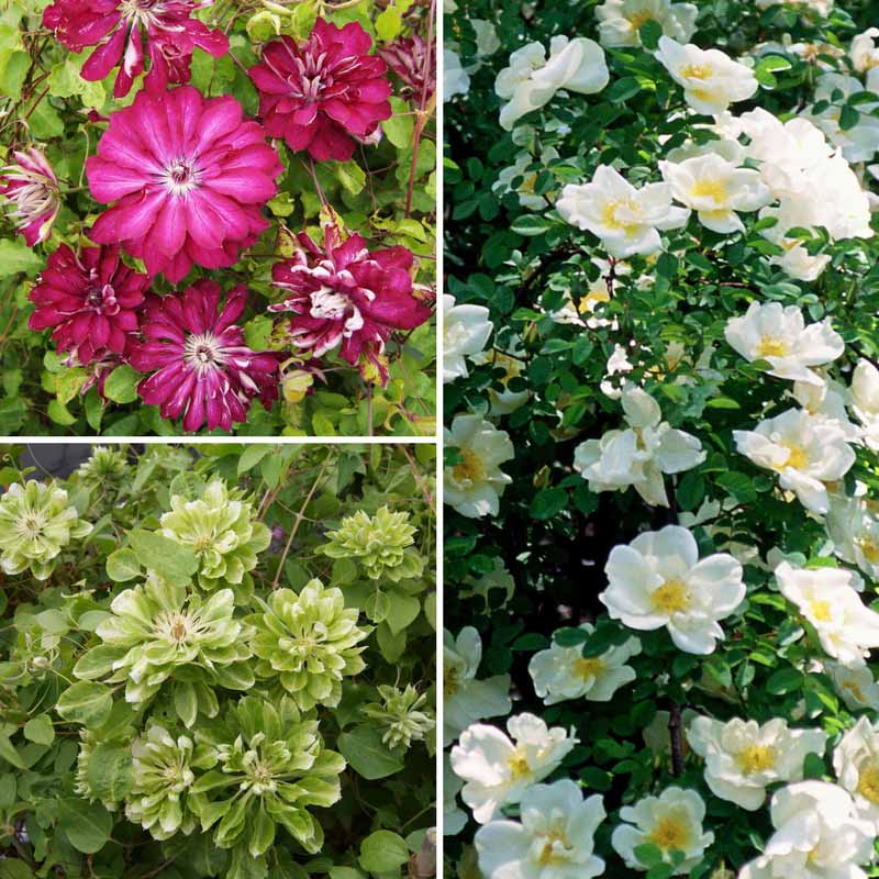 Clematis Red et Green Passion, association