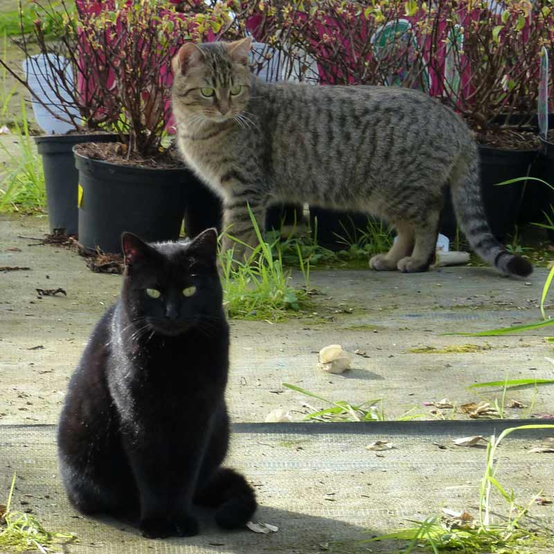 les chats de la pépnière