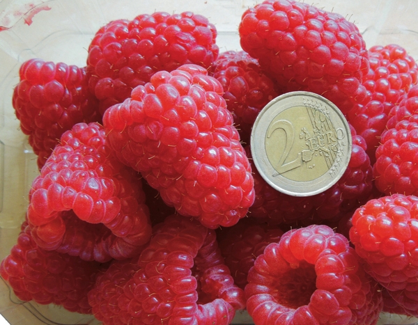 Le framboisier 'Versailles', une nouvelle variété remontante, à très gros fruits