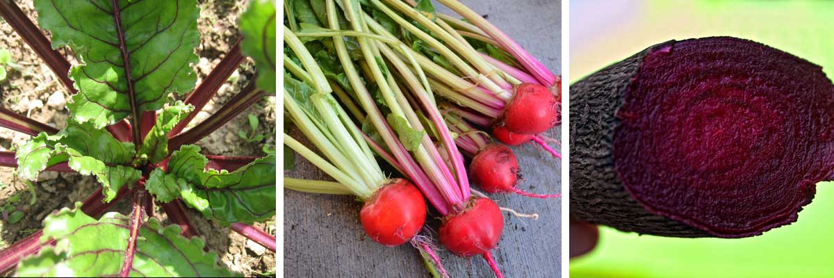 Betterave, feuilles et racines