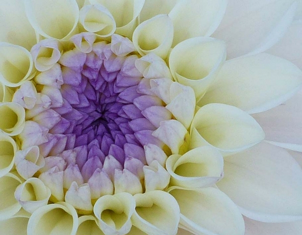 Les nouveaux dahlias "Seniors" cumulent les qualités