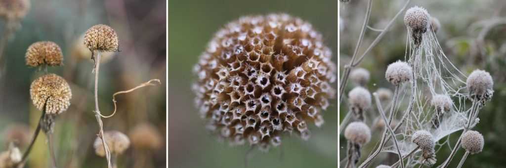 Fleurs de monarde fanées