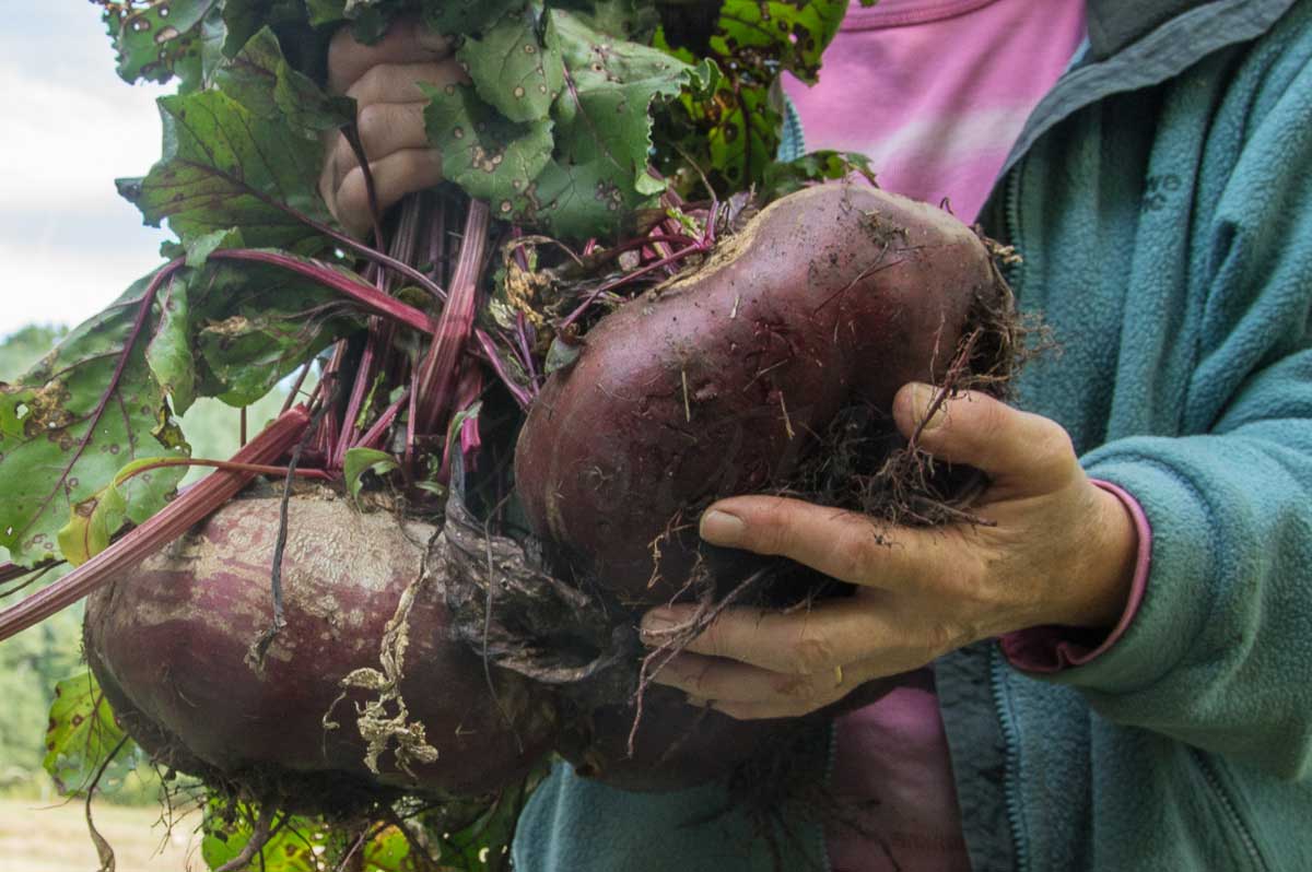 récolte de betterave