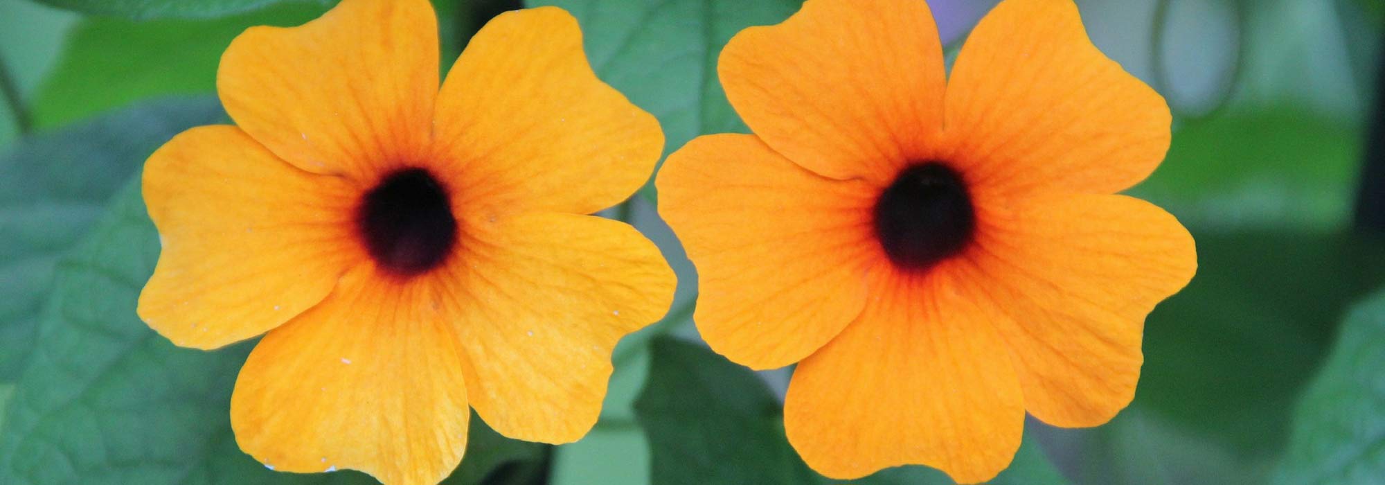 Suzanne aux yeux noir : semer, planter et entretenir