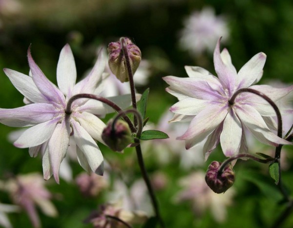 Ancolies, mes 5 variétés préférées