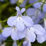 Lobelia, Lobélie : semis, plantation, culture, entretien