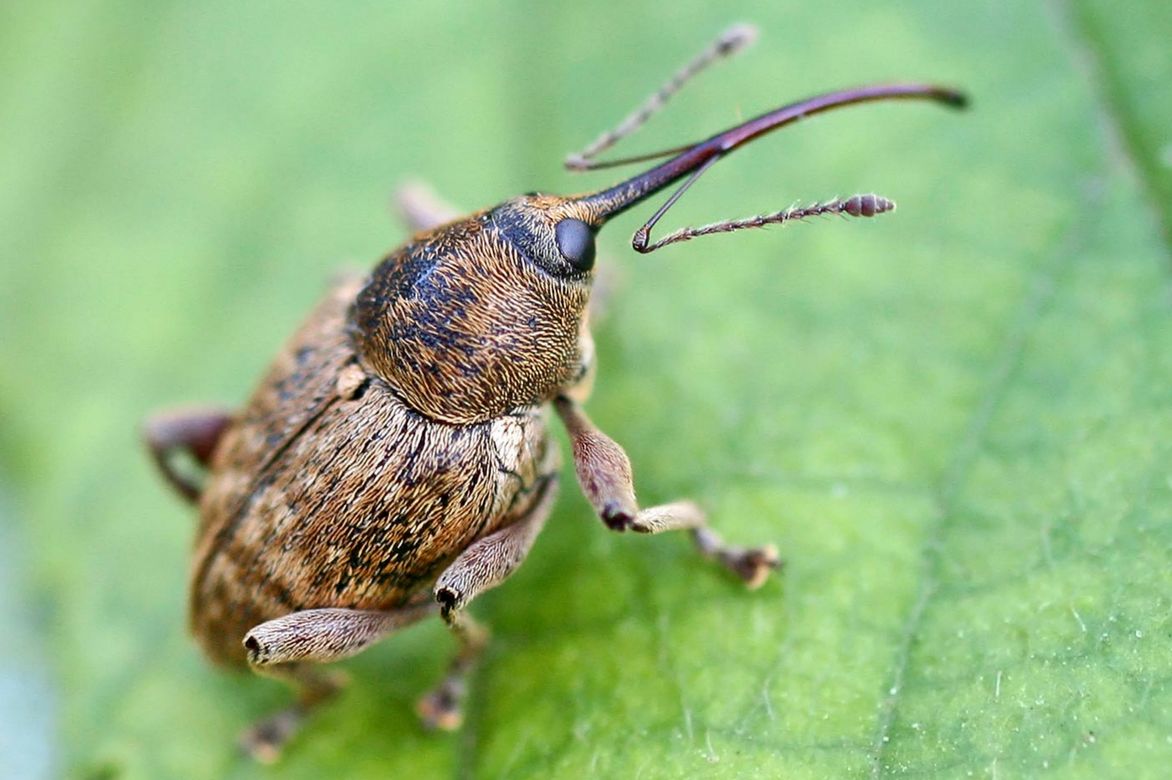 insecte ravageur des noisetiers