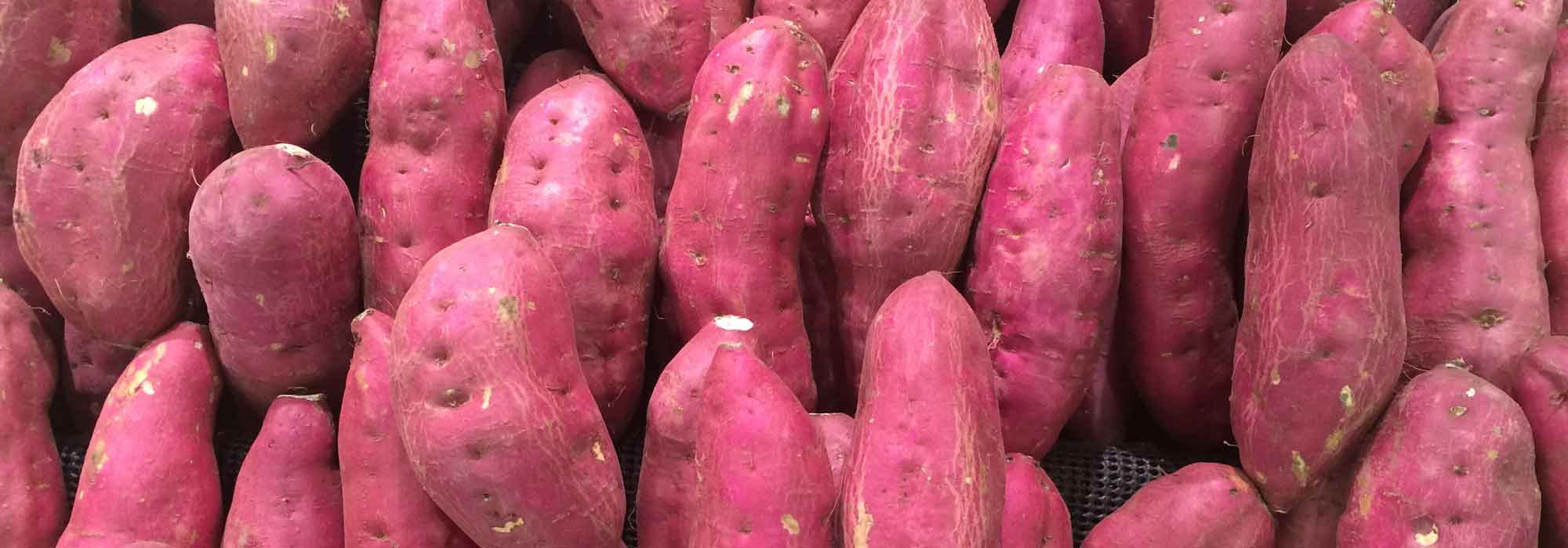 Réussir la culture de la patate douce pour de belles récoltes