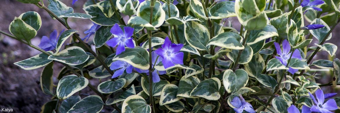 Vinca minor variegata