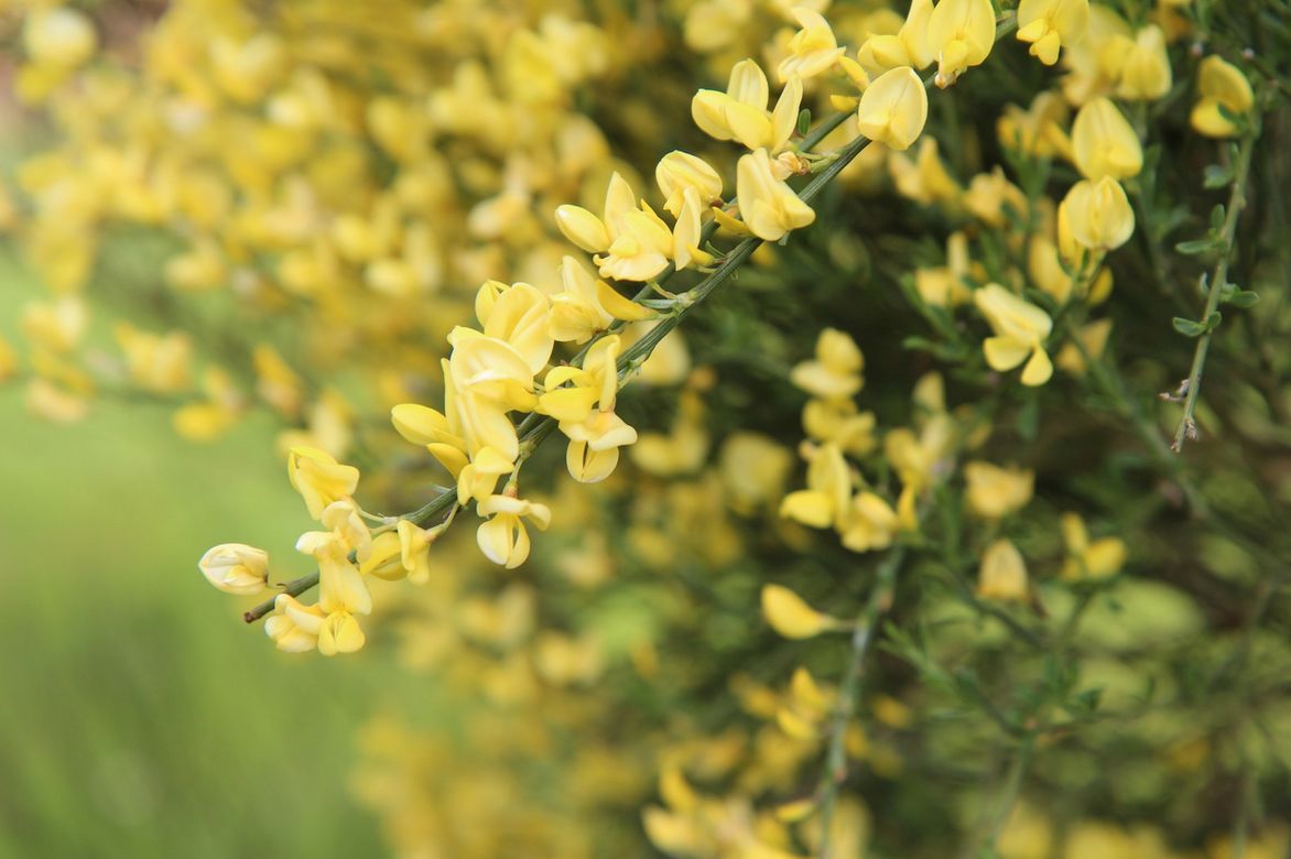 Cytisus