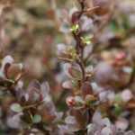 Berberis, épine vinette : planter, tailler et entretenir