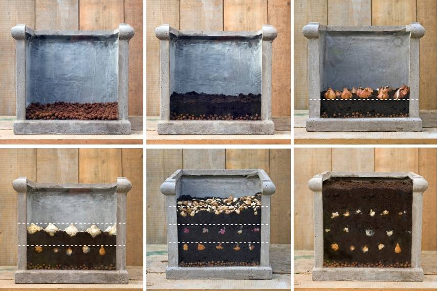 Planter des bulbes en pot