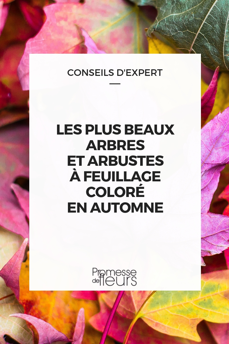 Feuillages colorés en automne : sélection des meilleurs arbres et arbustes