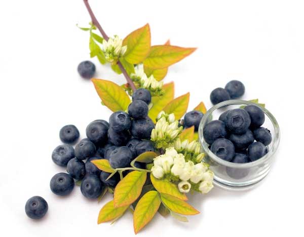 Myrtilliers à feuillage décoratif  : le goût et la couleur !