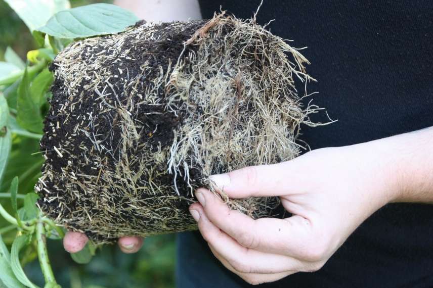 Plantation d'une haie en conteneur