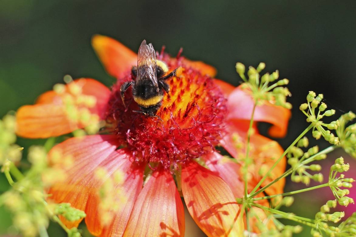 Gaillarde et insectes