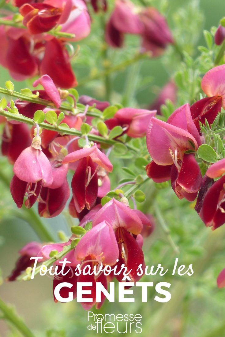 Genêt, cytise : planter, tailler, entretenir