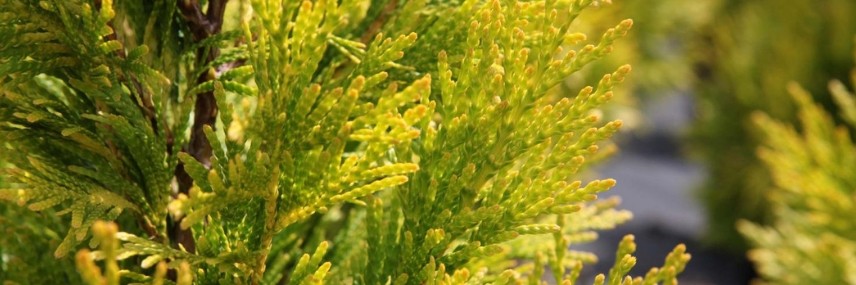 Thuya, haie croissance rapide