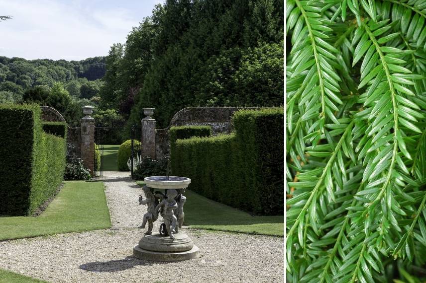 arbuste persistant pour haie if