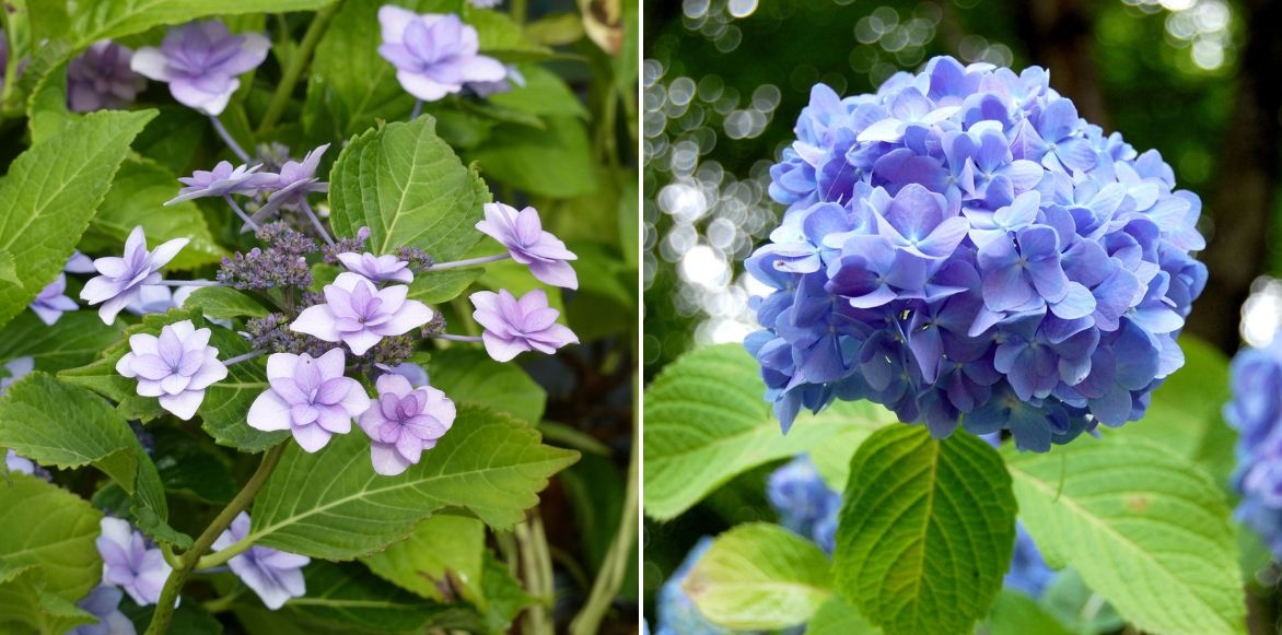Hydrangea bleu