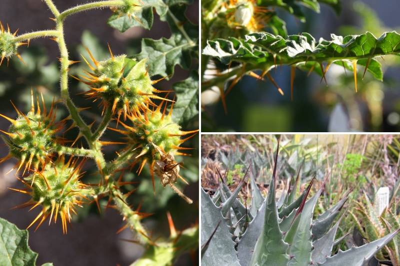 Plantes épineuses