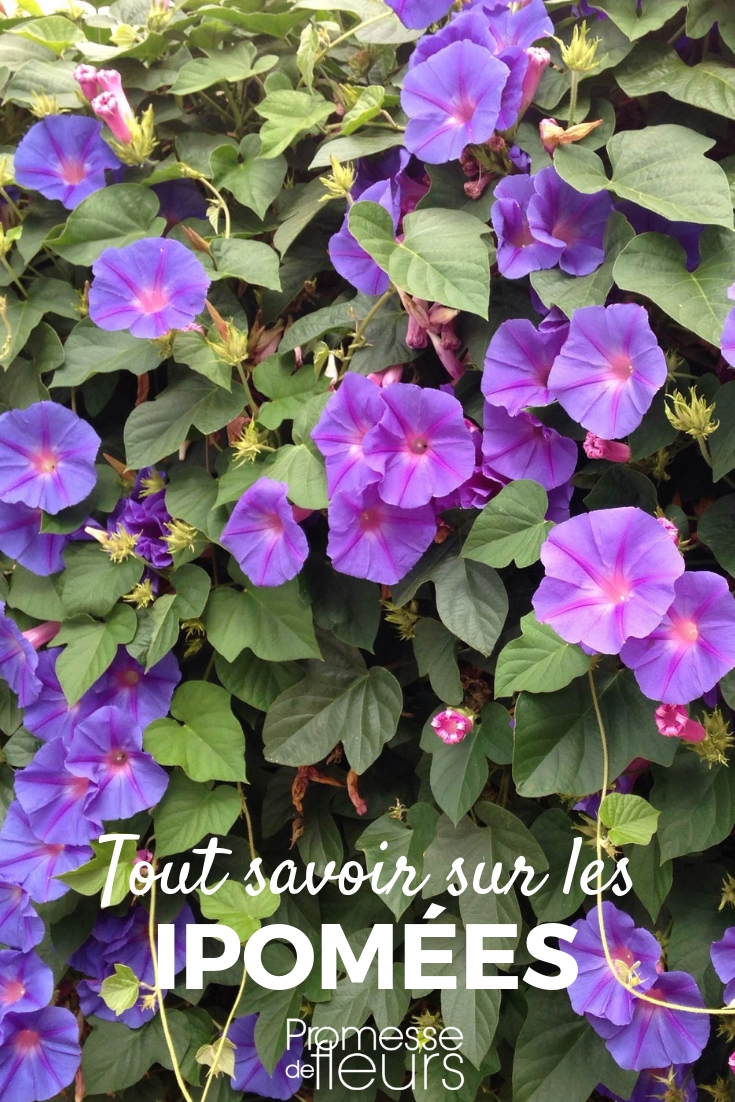 ipomées, volubilis : semis, plantation, culture