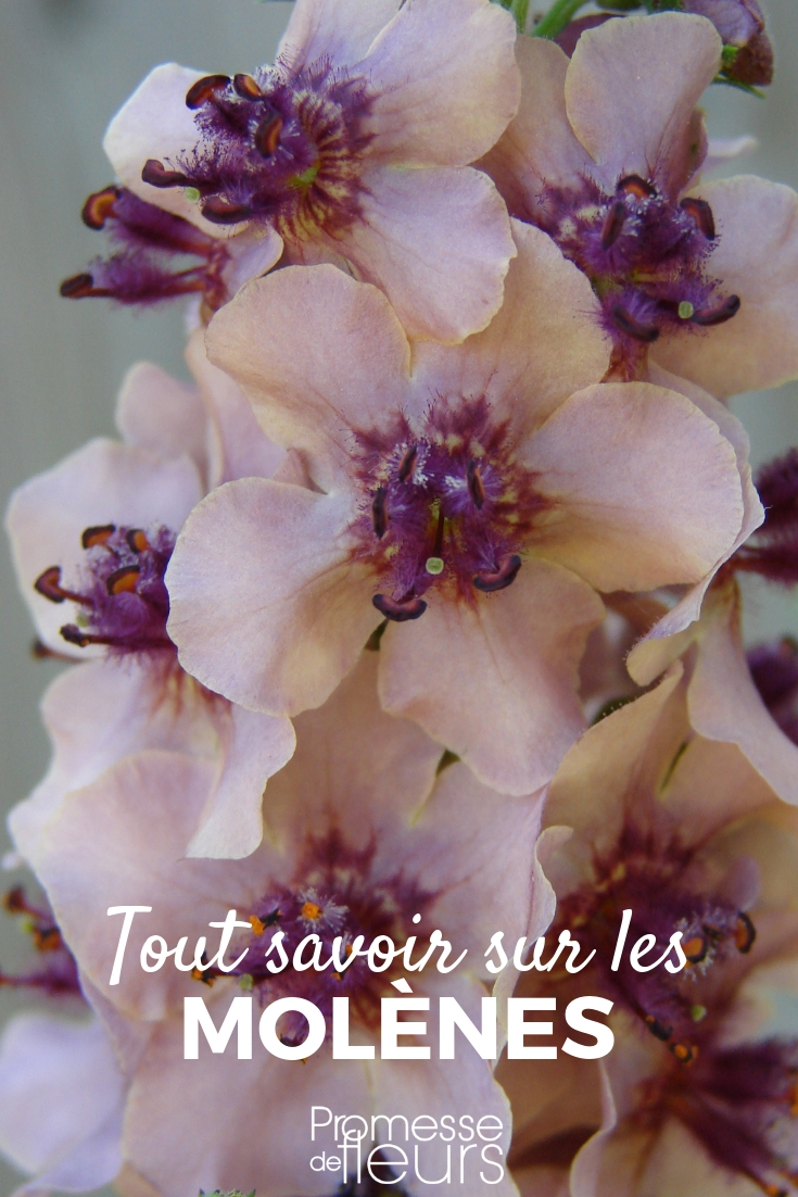 Molène, verbascum : plantation, culture, entretien