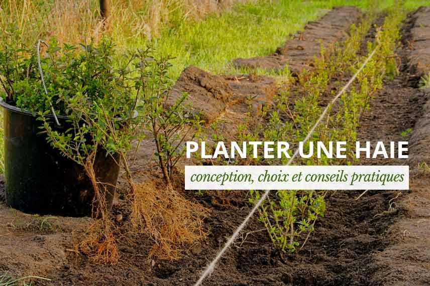 Fiche conseil : Planter une haie plantation d'une haie : explications et conseils