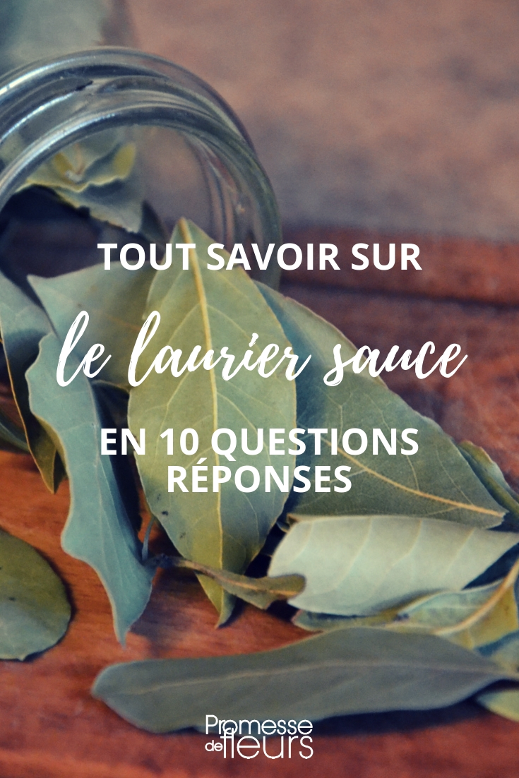 Laurier sauce, laurus nobilis : 10 questions réponses