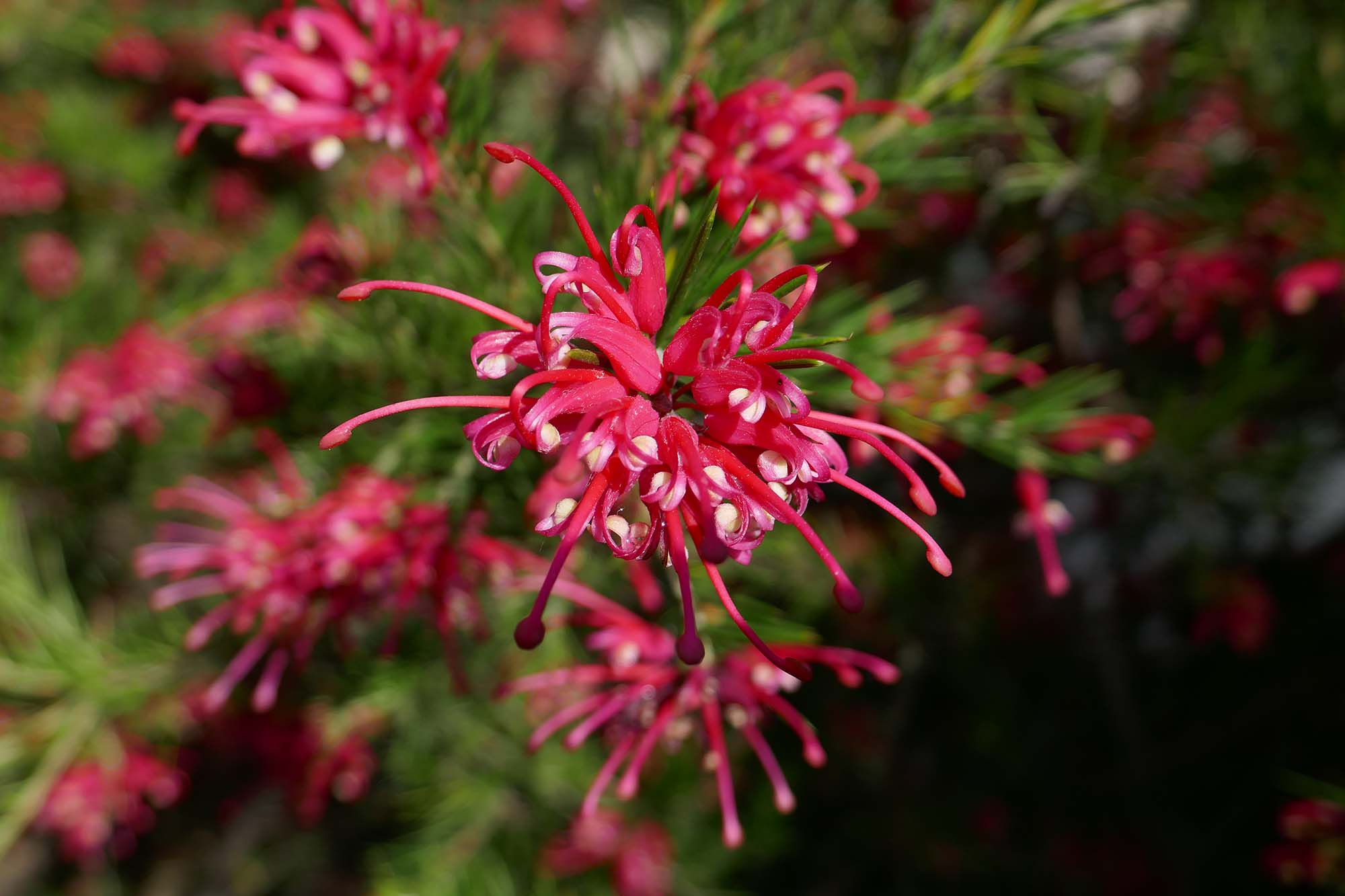 Grevillea : planter, tailler et entretenir