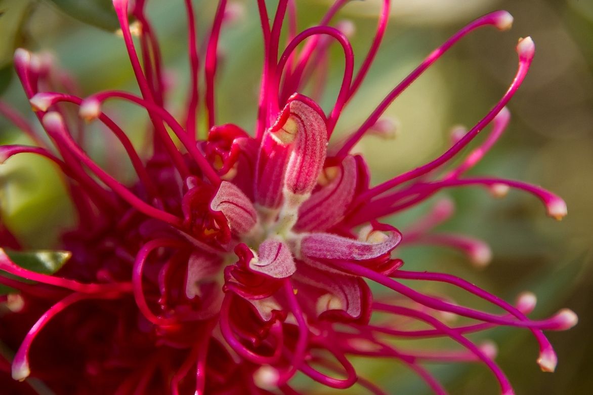 Grevillea